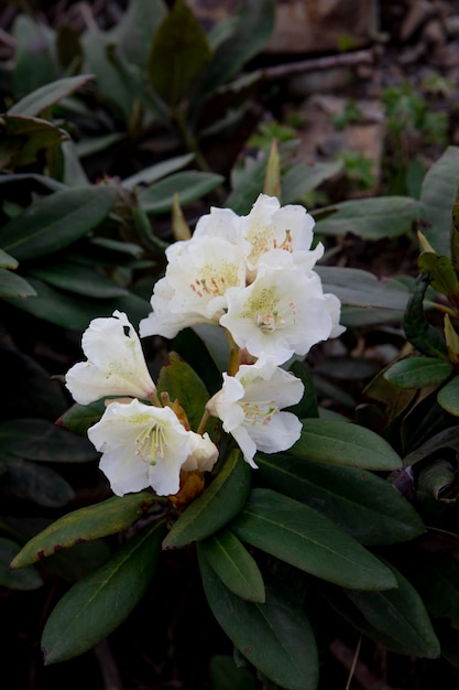 Blick auf einen schönen weißen Rhododendron