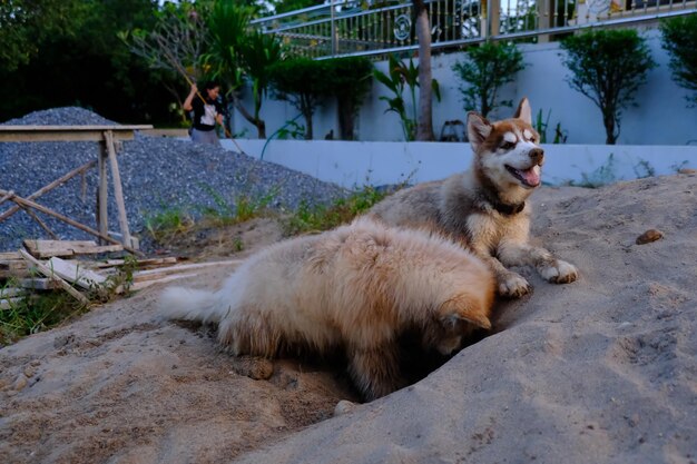 Foto blick auf einen sitzenden hund