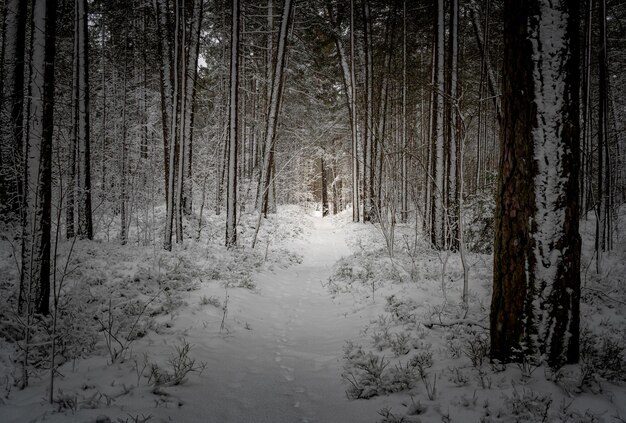 Blick auf einen verschneiten Wald Kiefernwald im Winter