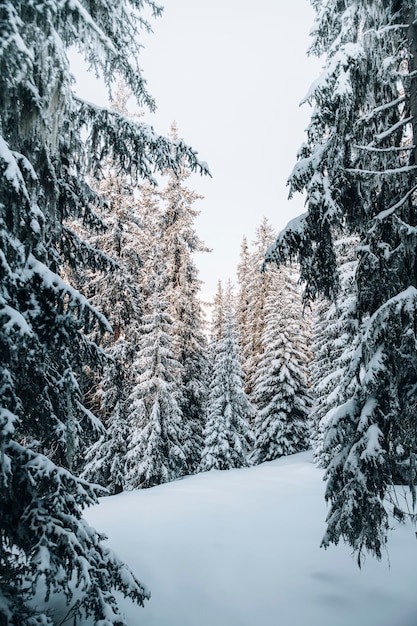 Blick auf einen verschneiten Wald