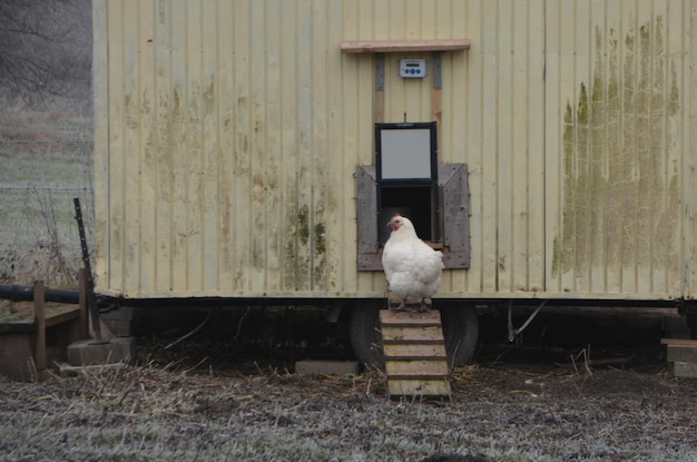 Foto blick auf einen vogel an einer holzwand