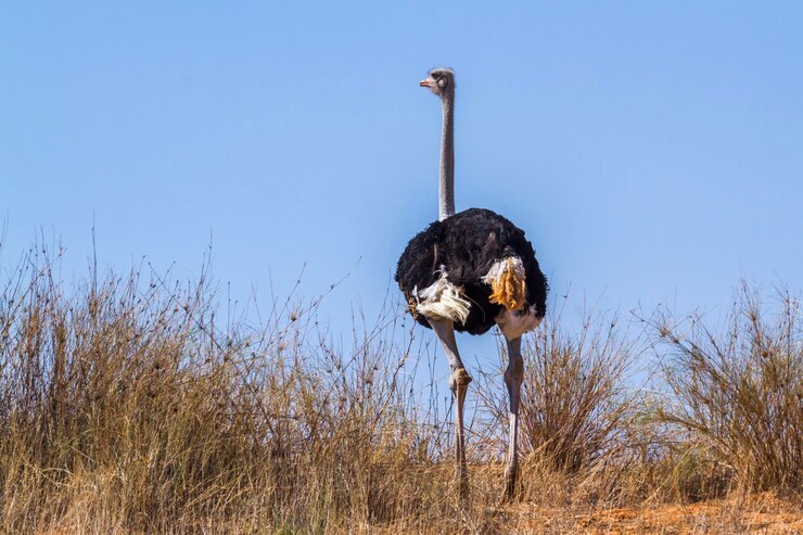 Foto blick auf einen vogel an land vor klarem himmel