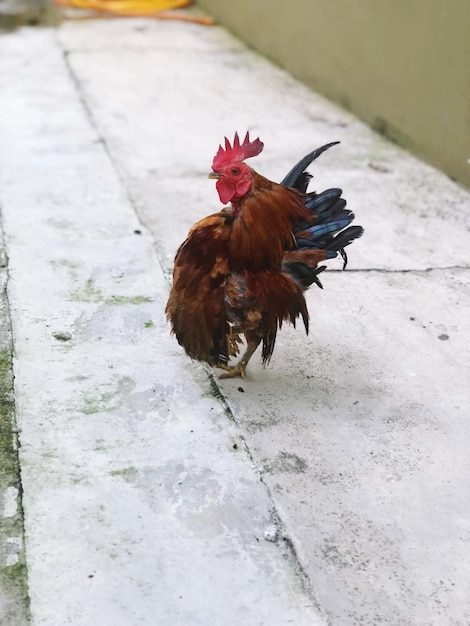 Foto blick auf einen vogel auf dem boden