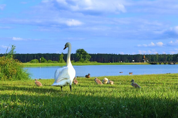 Blick auf einen Vogel auf dem Feld gegen den Himmel