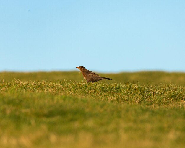 Blick auf einen Vogel auf dem Feld