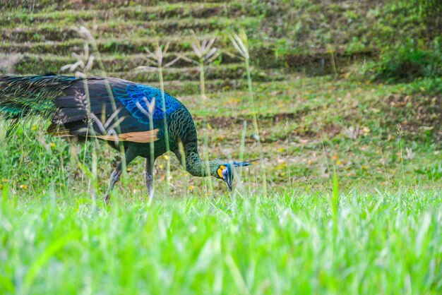 Foto blick auf einen vogel auf dem feld