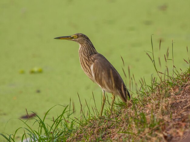 Foto blick auf einen vogel auf dem gras