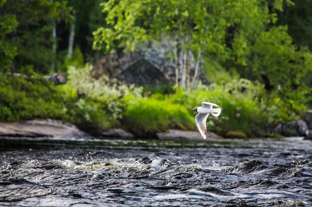 Foto blick auf einen vogel, der über einen fluss im wald fliegt