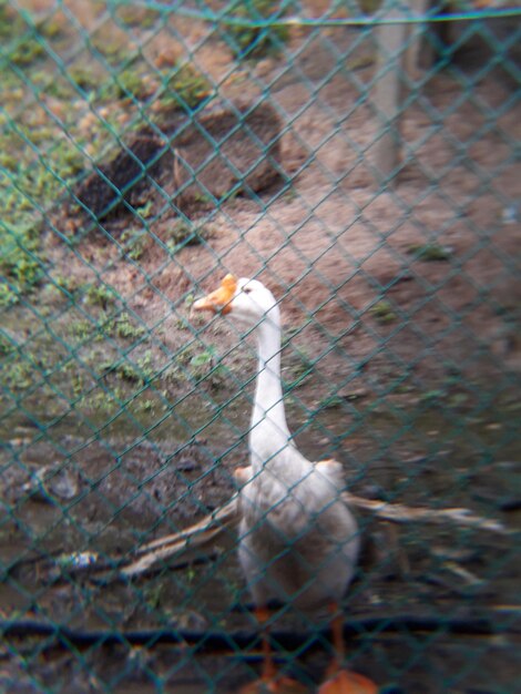 Foto blick auf einen vogel im käfig