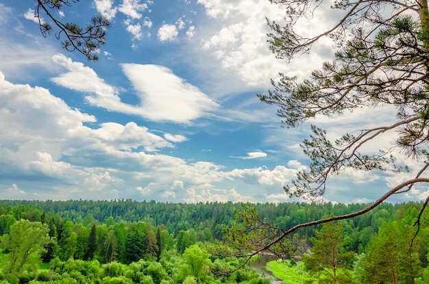 Blick auf einen Wald und einen Fluss