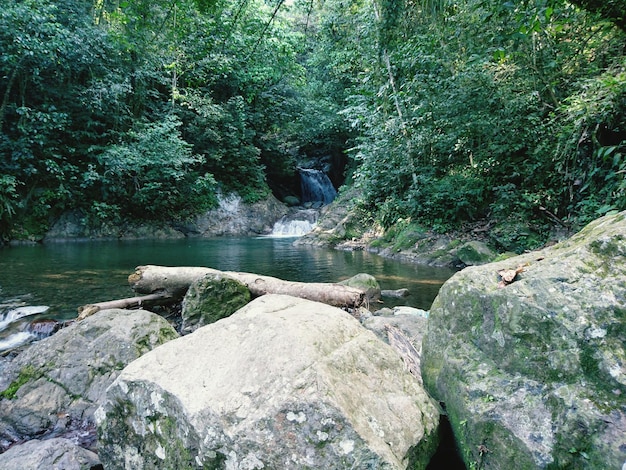 Blick auf einen Wasserfall im Wald