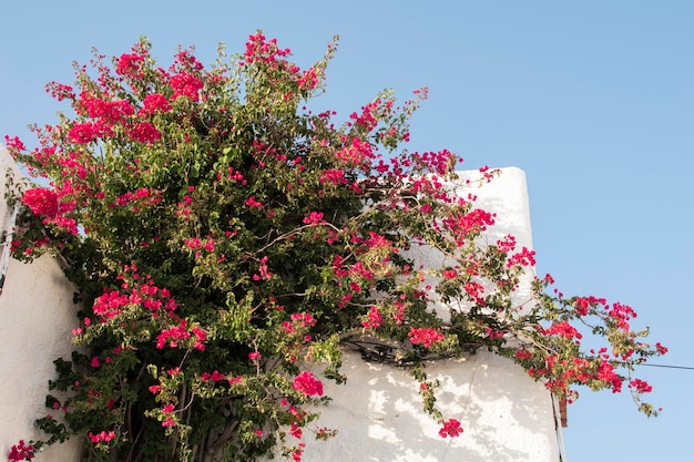 Blick auf einige lila Blüten auf einer Straße in Mojacar, Spanien