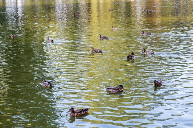 Blick auf Enten, die im Sommer in einem See schwimmen.