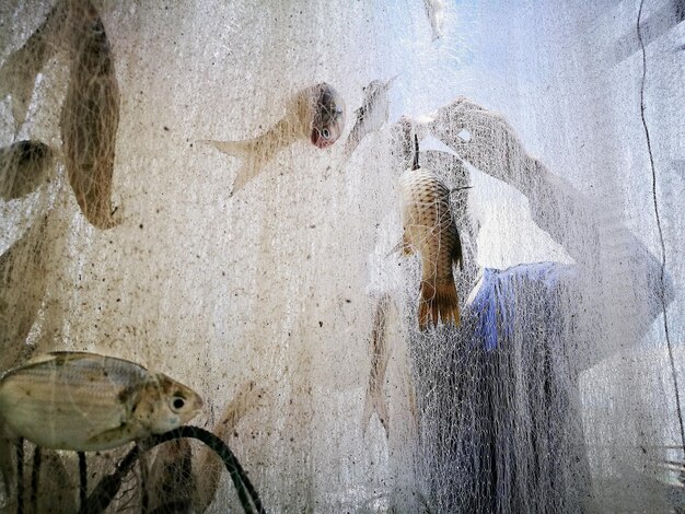 Foto blick auf fische auf felsen