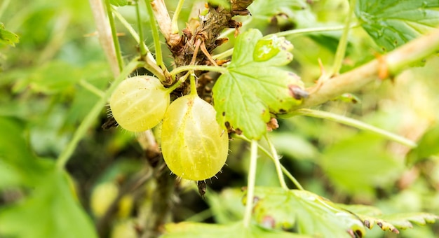 Blick auf frische grüne Stachelbeeren auf einem Buschzweig im Garten. Nahaufnahme der Bio-Ber