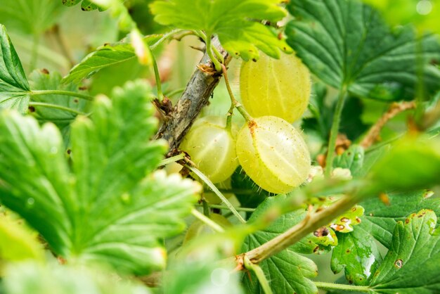 Blick auf frische grüne Stachelbeeren auf einem Buschzweig im Garten. Nahaufnahme der Bio-Ber