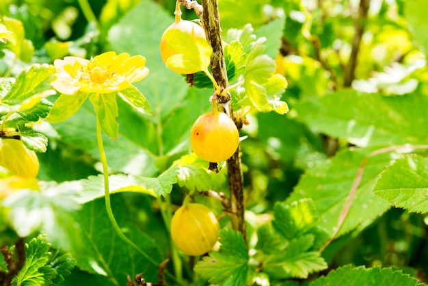 Blick auf frische grüne Stachelbeeren auf einem Buschzweig im Garten. Nahaufnahme der Bio-Ber