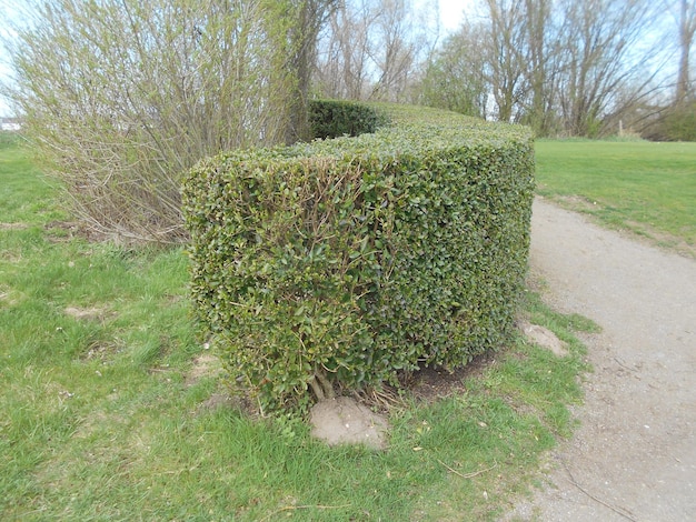 Foto blick auf frisches grünes gras