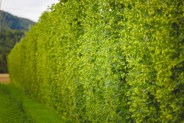 Blick auf gebundene Hopfenpflanzen, die auf dem Feld wachsen