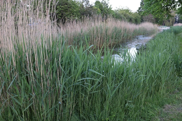 Blick auf grünes Schilf, das in der Nähe des Kanals im Freien wächst