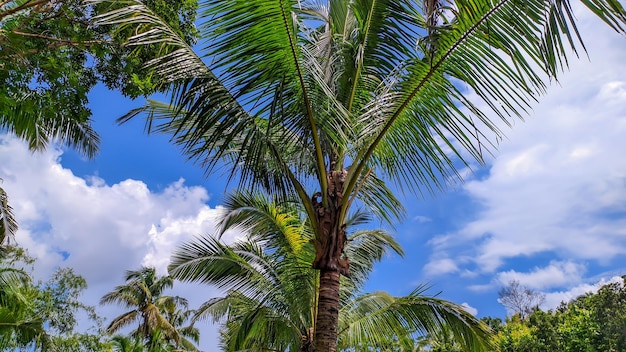 Blick auf hohe Kokosnussbäume mit klarem bewölkten Himmel und leerem Raum in Indonesien