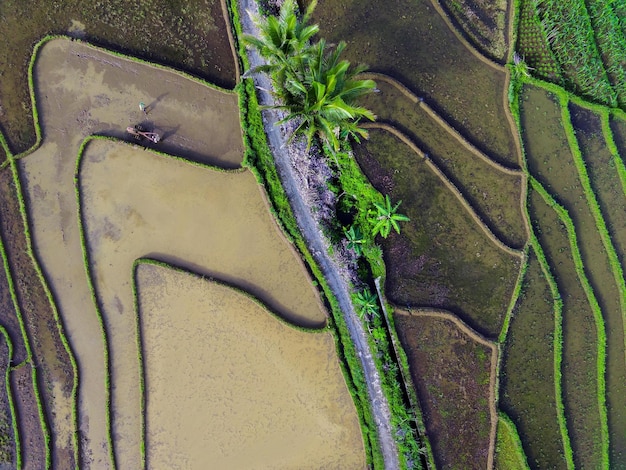 Blick auf indonesische Reisfelder mit terrassierten Becken und Bauern bei der Arbeit