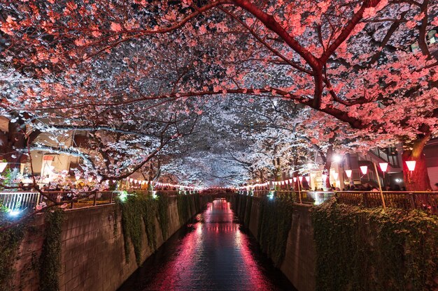 Foto blick auf kirschblüten in der nacht