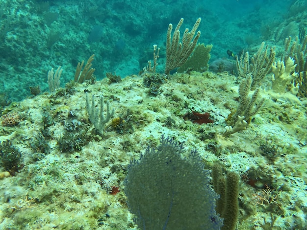 Blick auf Korallen, die im Meer schwimmen