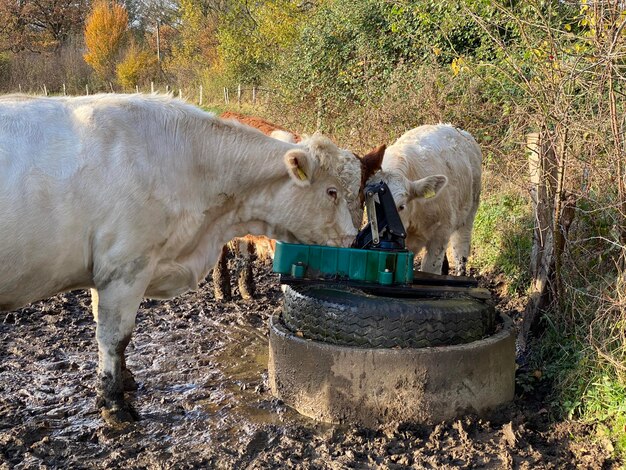 Foto blick auf kühe, die wasser trinken