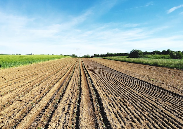 Blick auf landwirtschaftliche Felder gegen den Himmel