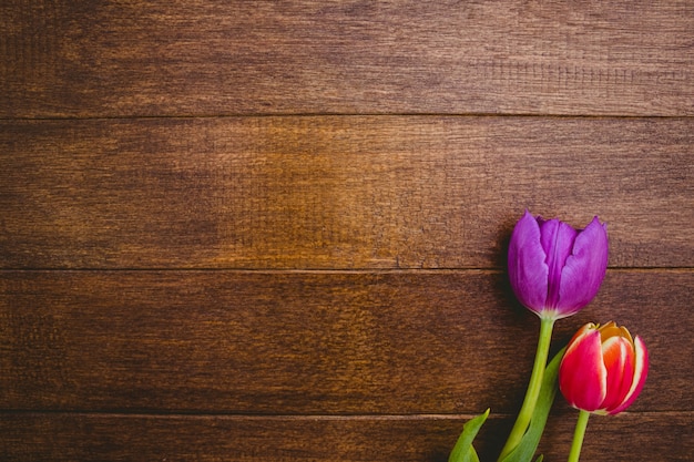 Blick auf lila und rote Blumen