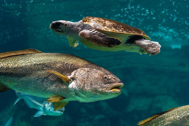 Blick auf Meeresschildkröten, die mit Fischen im Meeresaquarium schwimmen