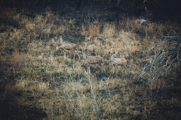 Foto blick auf meeressterne auf dem feld im wald