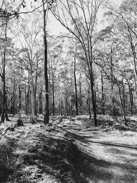 Foto blick auf nackte bäume im wald