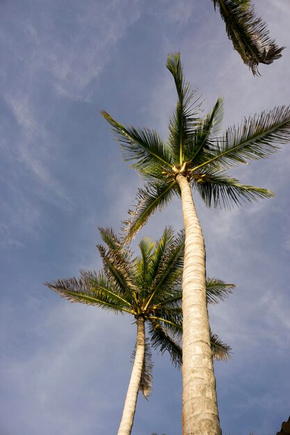 Blick auf Palmen und einen wunderschönen klaren Himmel am Strand