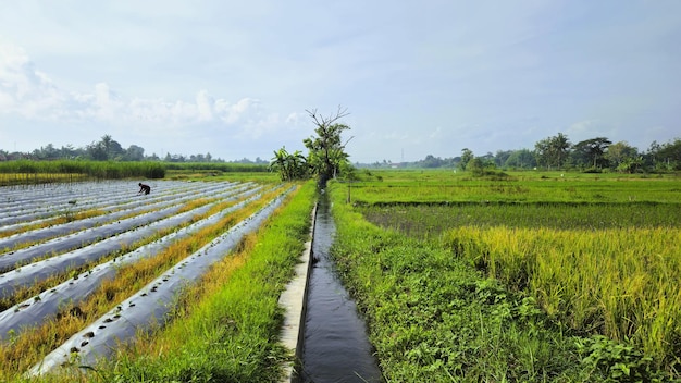 Foto blick auf reisfelder mit vielen landwirtschaftlichen pflanzen mit bewässerungskanälen