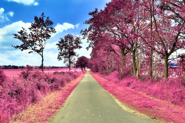 Foto blick auf rosa blühende bäume an der straße gegen den himmel