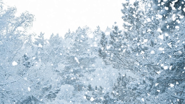 Blick auf Schneefall im verschneiten Winterwald Wintermärchen