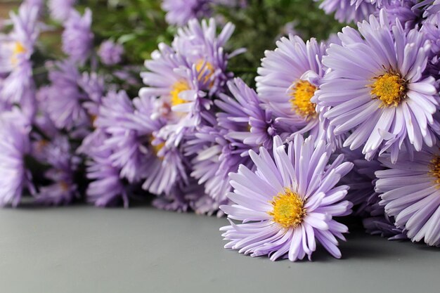 Blick auf schöne violette Blumen auf einem grauen Hintergrund weicher Fokus auf Lavendelblüten in der Nähe