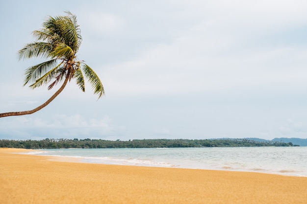 Blick auf schönen tropischen Strand mit Palme