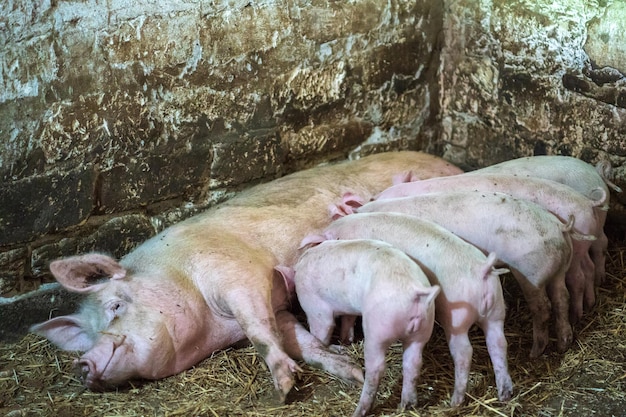 Blick auf Schweine an Land