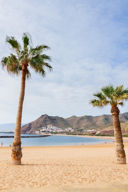 Blick auf Strand Las Teresitas mit zwei Palmen am Sommertag, Teneriffa, Canarias Spain