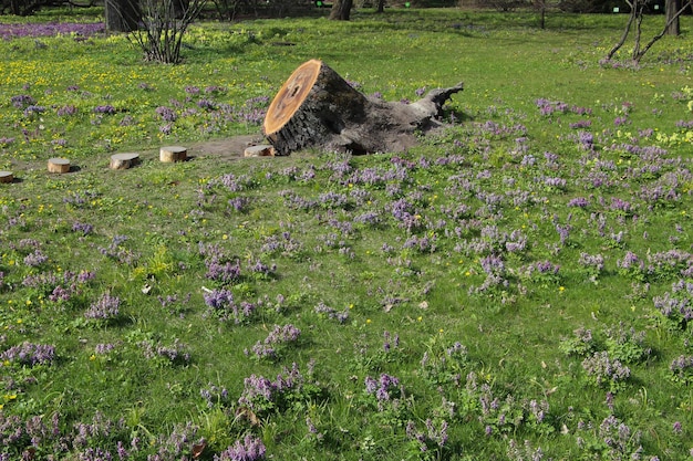 Blick auf Stumpf und Rasen mit Corydalis bracteata-Blumen in voller Blüte im Botanischen Garten