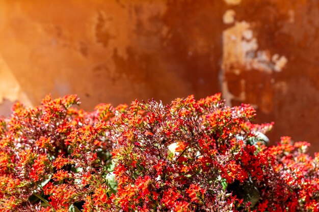 Blick auf tropische Blumen auf Steinhintergrund.