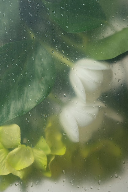 Blick auf Tulpenblüten hinter kondensiertem Glas