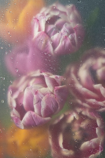 Blick auf Tulpenblüten hinter kondensiertem Glas