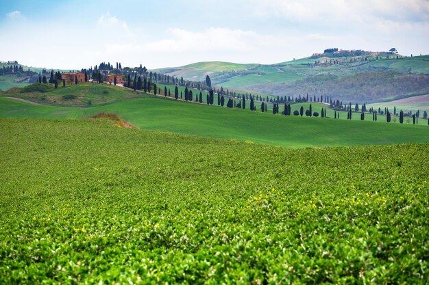 Blick auf typisch toskanische Landschaft und ein Tal mit Wiese, in der Provinz Siena. Toskana, Italien