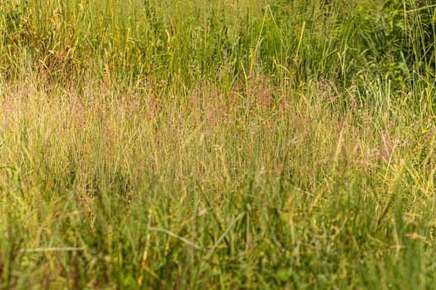 Blick auf überwuchertes grünes Gras.