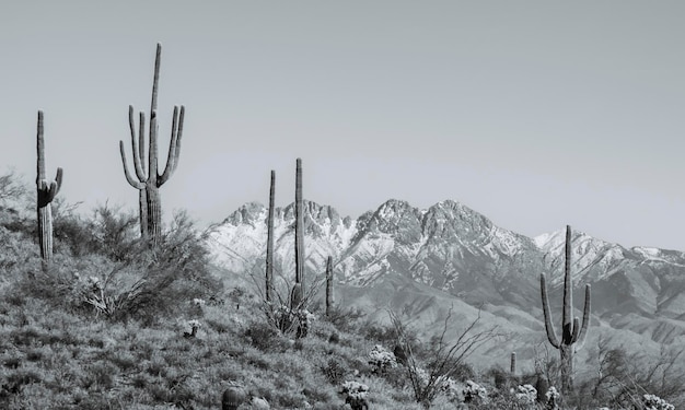 Foto blick auf vier gipfel mit saguaro-kaktussen im vordergrund