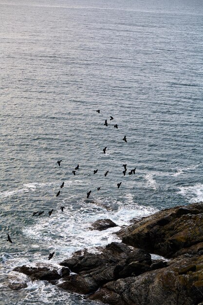 Foto blick auf vögel am meer